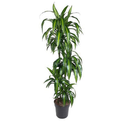 Collection image for: Dracaena (Drachenpflanze)