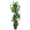 Dracaena (Drakenplant)
