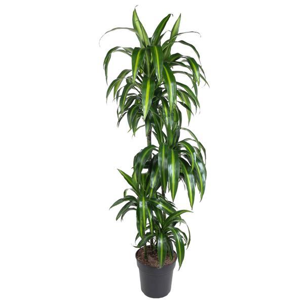 Dracena Hawaiian Sunshine - ↕150cm