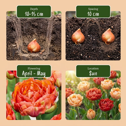 48x Tulipa Gudoshnik Double - Bloembollen - Gevuldbloemige tulp Gudoshnik - Diversen - Voorjaarsbloeier - Bolmaat 11/12