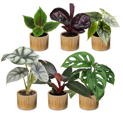 Baby Planten Jungle Mix - Diversen 6x - Tropisch - incl. Linnea Honey - Ø6cm - ↕10-15cm