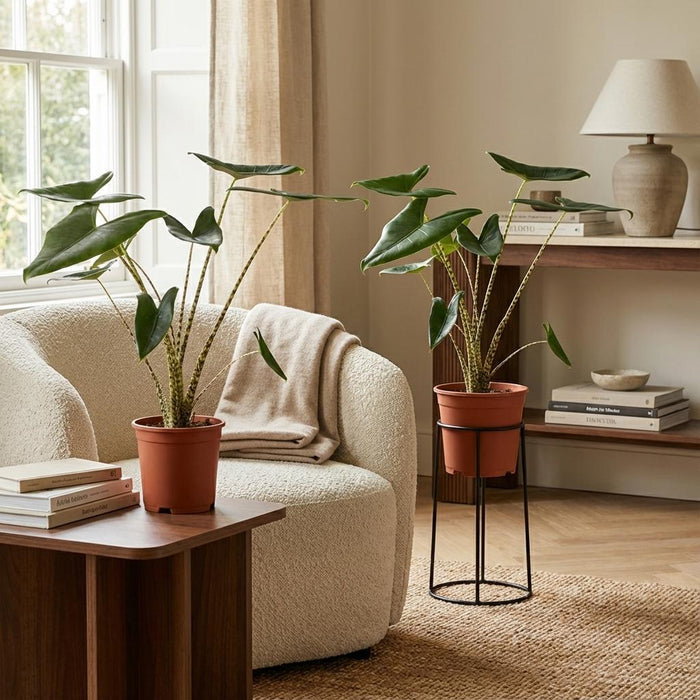 Alocasia Zebrina - ↕70-75cm - Ø21cm - 2x