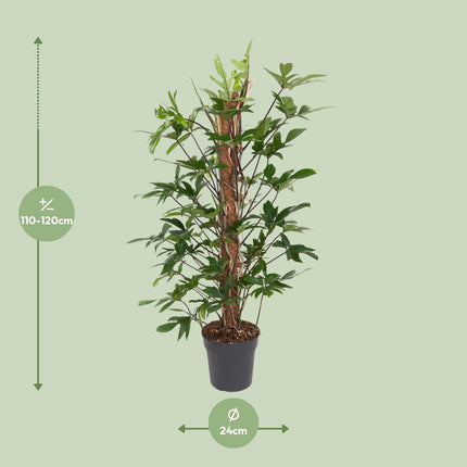 Philodendron Pedatum - ↕120cm - Ø24cm