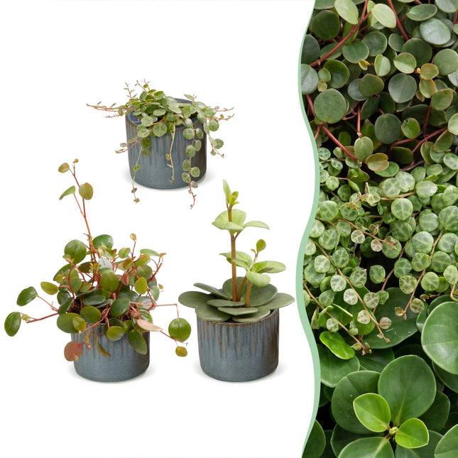 Baby Peperomia Mix 3x - Groen - Rood - Tropisch - incl. Linnea Misty Blue - Ø6cm - ↕5-15cm