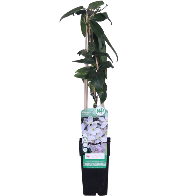 Clematis Armandii - Bianca - Clematide - ↕65cm - Ø15cm