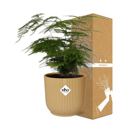 Asparagus Setaceus 'Plumosus' in yellow elho Vibes Fold Ø14cm
