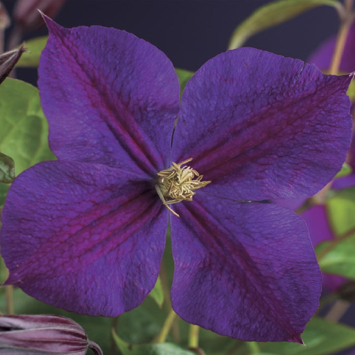 Clematis Star of India - Bosrank - Bloem Roze - ↕40cm - Ø11cm - 2x