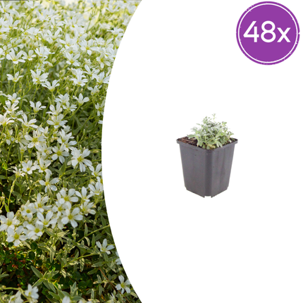 Cerastium tomentosum - Viltige hoornbloem - ↕10-25cm - Ø9cm - 48x