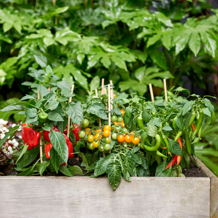 Rode plukgroente mix van 3 planten - Cherry tomaat - Rode snack paprika - Rode hete peper plant - ↕45cm - Ø14cm