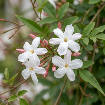 Jasminum officinale - Echte jasmijn 4x - Wit - Klimplant - Ø9cm - ↕35cm