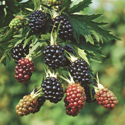 Rubus fruticosus Sempreverde Senza Spine - Pianta di Mora - Senza Spine - Mora - 2 Piante - Vaso da 15 cm - Altezza 50 cm