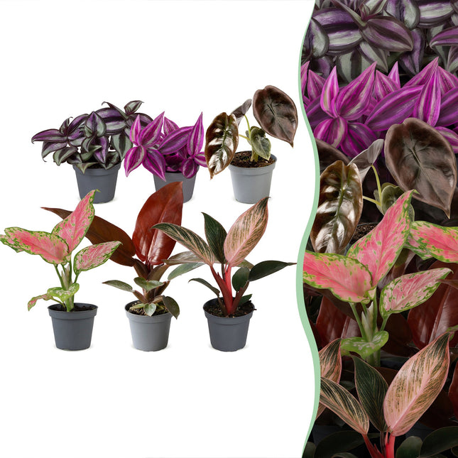 Babyplant Paradise Mix - Diverse 6x - Tropisk - Ø6cm - ↕10-15cm