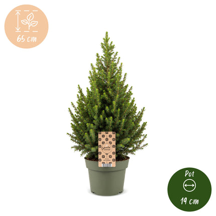 Picea glauca Conica - Kegelspar - Groen - Kerstboom - Ø19cm - ↕65cm