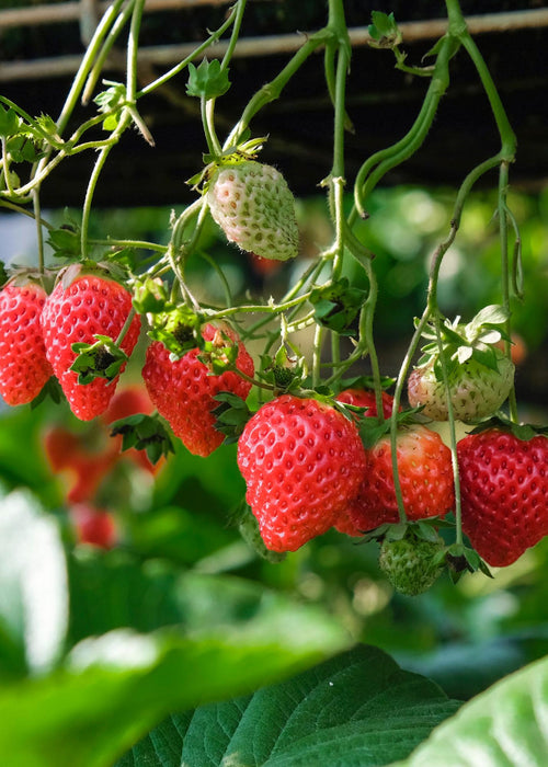 Fragaria x ananassa Delizzimo - Aardbeiplant - ↕45cm - Ø13cm