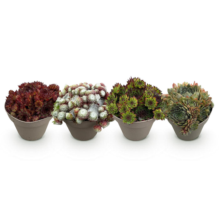 Bodembedekker - Winterhard -Sempervivum Big Sam - 4 Planten - Diversen kleuren - Weinig Onderhoud - Pot 14 Hoogte 17