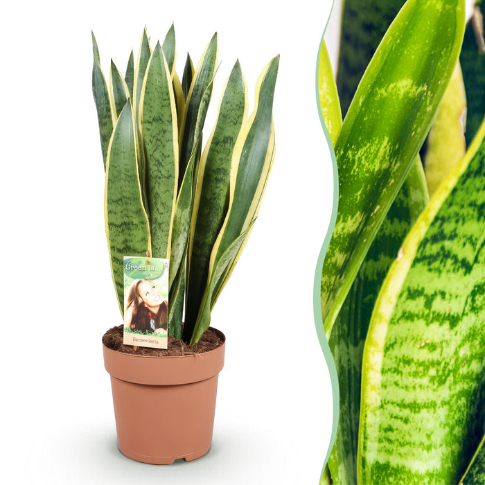Sansevieria Laurentii - Vrouwentong - ↕70-80cm - Ø21cm