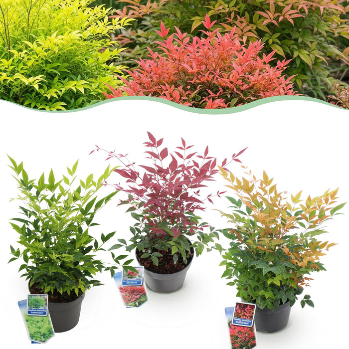 Nandina Tricolour - Geel & Rood & Oranje - 3 Planten - Groenblijvend - Weinig Onderhoud - Pot 17cm Hoogte 45cm