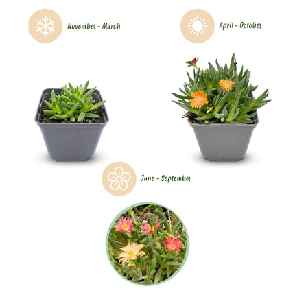 Delosperma mix - Ø7cm - ↕10-12cm - 24x