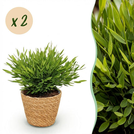 Bamusa Pogonatherum Monica - Bamboo Grass - with Basket - ↕20cm - Ø12cm - 2x