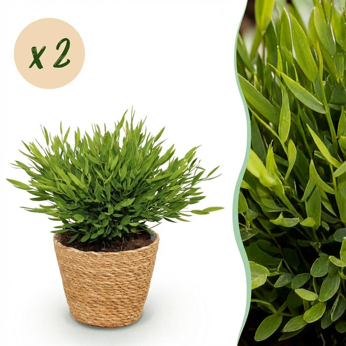 Bamusa Pogonatherum Monica - Bamboegras - met Mand - ↕20cm - Ø12cm - 2x