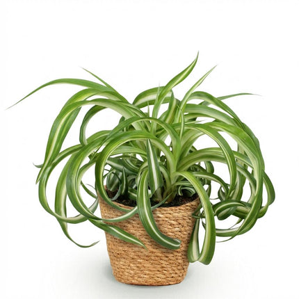 Chlorophytum comosum Bonnie - Krullende Graslelie - met Mand - ↕20cm - Ø12cm