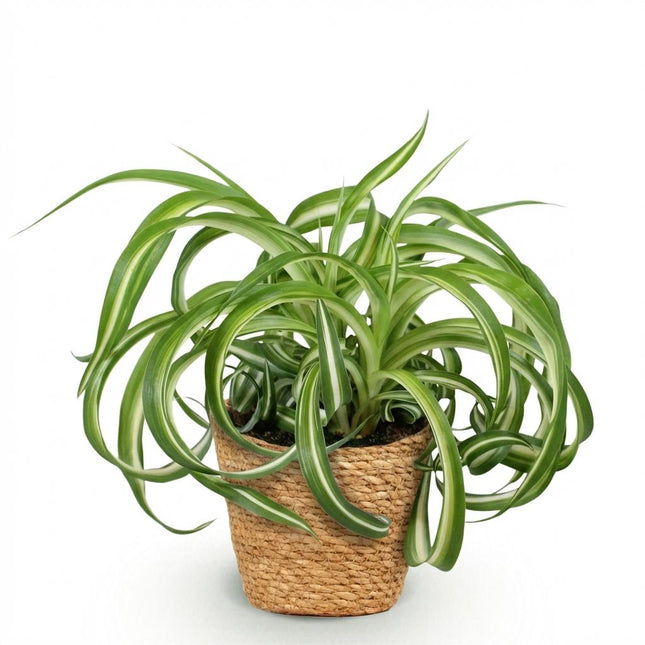 Chlorophytum comosum Bonnie - Giglio d'erba riccio - con cestino - ↕20cm - Ø12cm