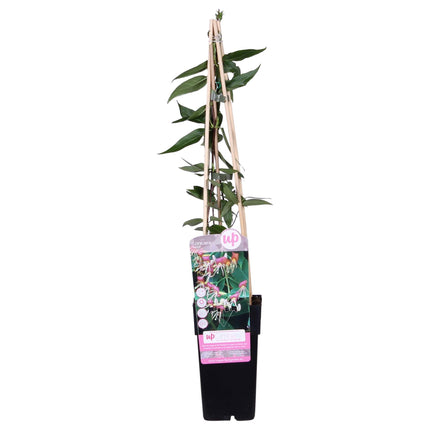 Lonicera henryi - Madreselva - ↕65cm - Ø15cm
