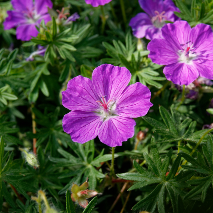 12x Geranium sanguineum - ↕10-25cm - Ø9cm