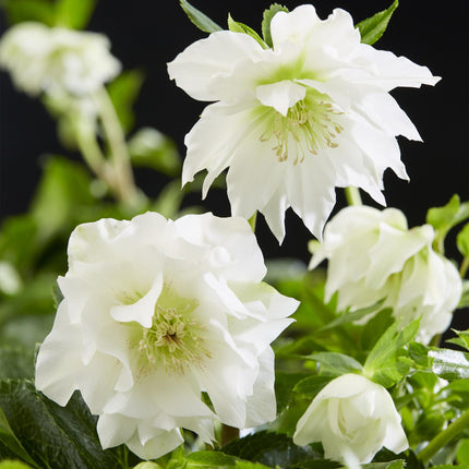 Hellébore d'Orient 'Double Ellen White' - Fleur blanche - 2 plants - Persistant - Pot de 14 cm - Hauteur 35 cm