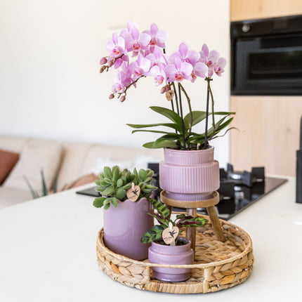 Kolibri Orchids | Gift Set Desert Summer Paars - Roze-Paarse Phalaenopsis Orchidee Mineral Frederikstad & Succulenten