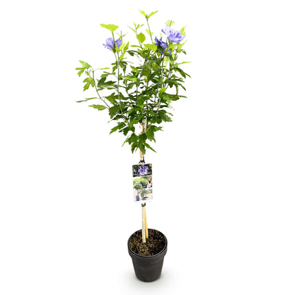 Hibiscus syriacus Blue Chiffon® - Plant op stam - Terras Plant - ↕90cm - Ø19cm