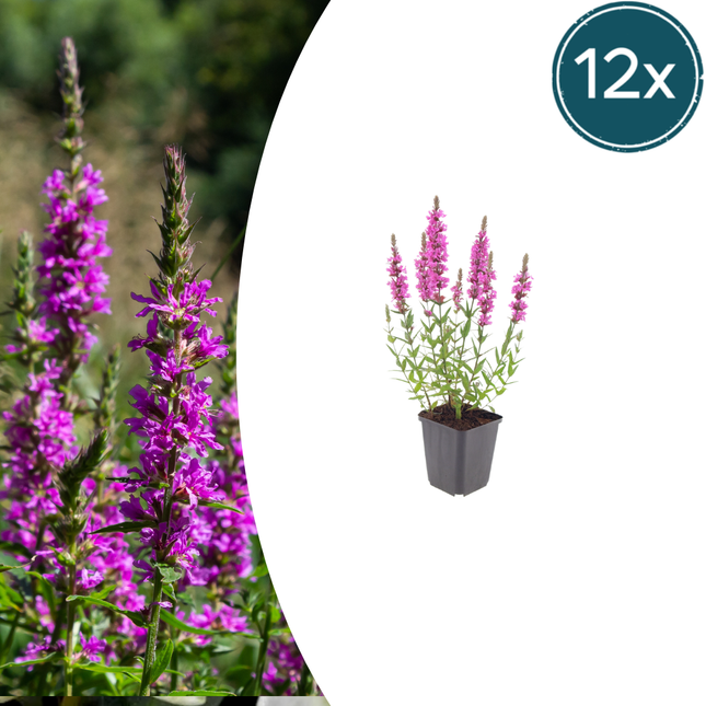 Salicaria grande - Lythrum salicaria - ↕10-25cm - Ø9cm - 12x