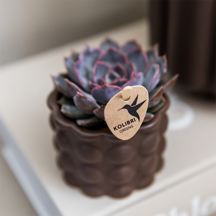 Bomuldsbrunt plantesæt | Grønne planter med hvid Phalaenopsis orkidé Ghent i dekorative keramikpotter