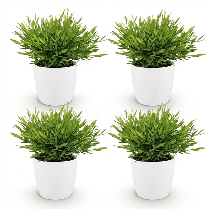 Bamusa Pogonatherum Monica - Bamboegras - met witte plantenpotten - ↕20cm - Ø12cm - 4x