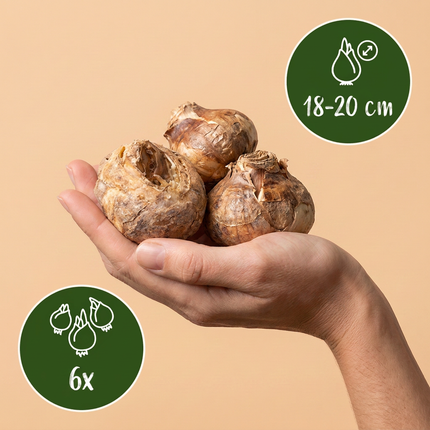 6x Fritillaria Imperialis Mix - Bloembollen - Keizerskroon mix - Diversen - Voorjaarsbloeier - Bolmaat 18/20
