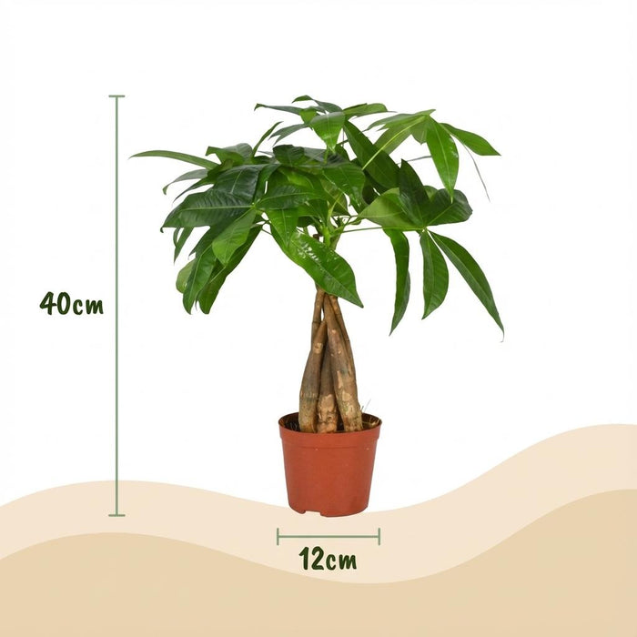 Pachira Aquatica - Geldboom - ↕40-50cm - Ø12cm