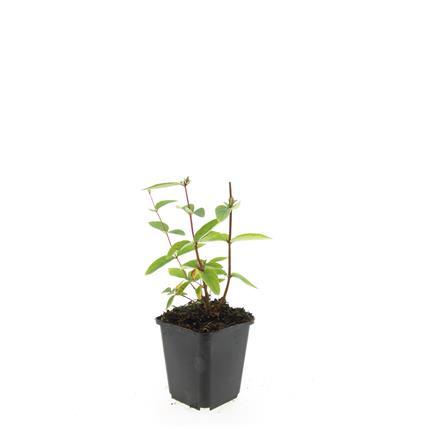 Hypericum inodorum 'Annebel' - ↕10-25cm - Ø9cm - 24x
