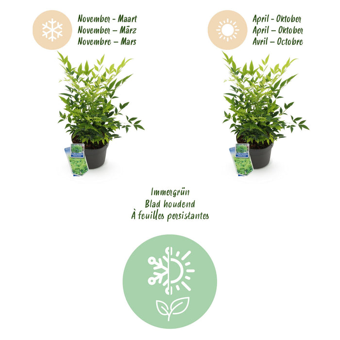 Nandina Duo - Geel & Rood - 2 Planten - Groenblijvend - Weinig Onderhoud - Pot 17cm Hoogte 45cm