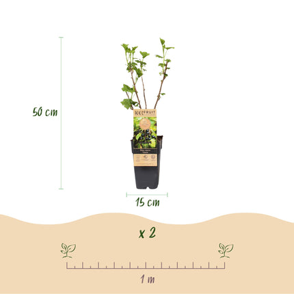 Ribes nigrum Titania - Berry plant - Hardy - Blackcurrant - 2 Plants - Pot 15cm - Height 50cm