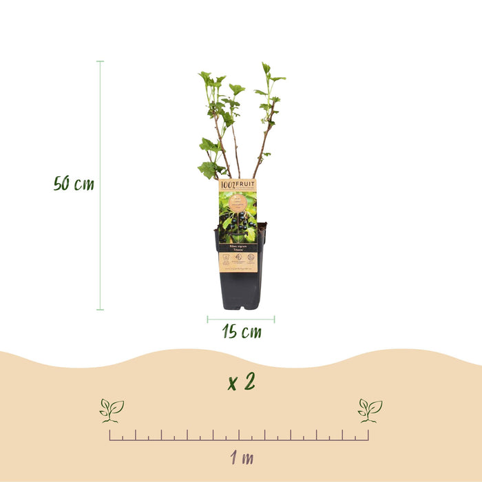 Ribes nigrum Titania - Pianta da bacche - Resistente - Ribes nero - 2 piante - Vaso 15 cm - Altezza 50 cm