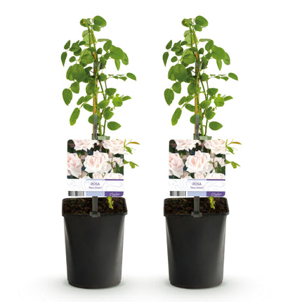 Climbing Rose - Rosa New Dawn - Light Pink Flower - Low Maintenance - 2 Plants - 11cm Pot Height 40cm