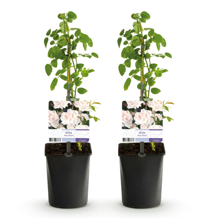 Klimroos - Rosa New Dawn - Bloem Licht roze - Weinig onderhoud - 2 planten - Pot 11cm Hoogte 40cm