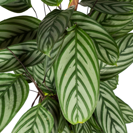 Calathea Oppenheimiana con cesta - ↕80-100cm - Ø24cm
