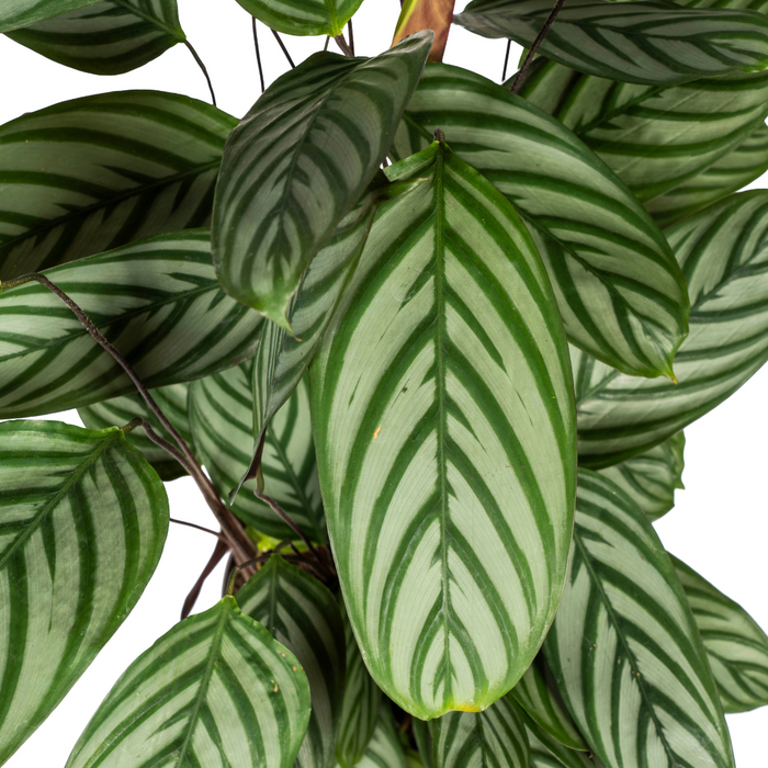 Calathea Oppenheimiana met mand Ø24cm - ↕80 - 100cm