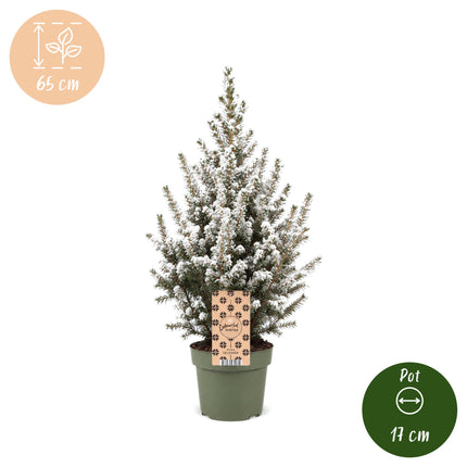 Picea glauca Conica - Kegelspar - Groen - Wit - Kerstboom - Ø17cm - ↕65cm