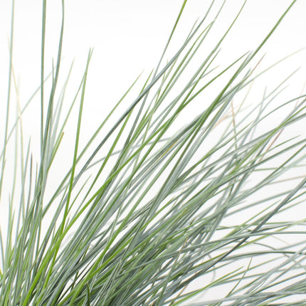 Festuca glauca Azura Blue - Blue Fescue - ↕30cm - Ø14cm