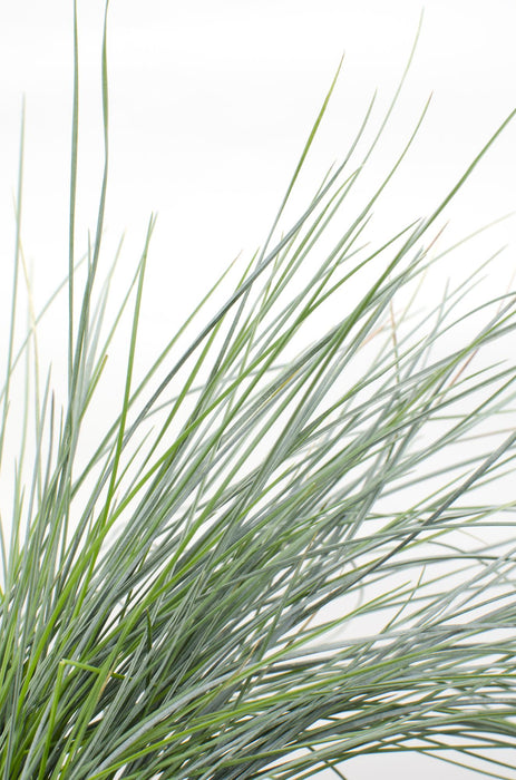 Festuca glauca Azura Blue - Blauw Schapengras - ↕30cm - Ø14cm