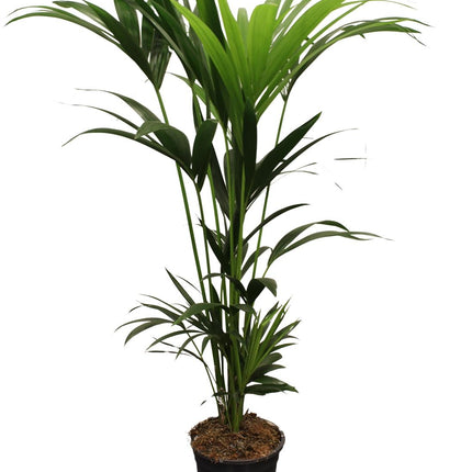 Kentia Palm - Howea Forsteriana - 5 Pit - ↕120-130 - Ø21cm