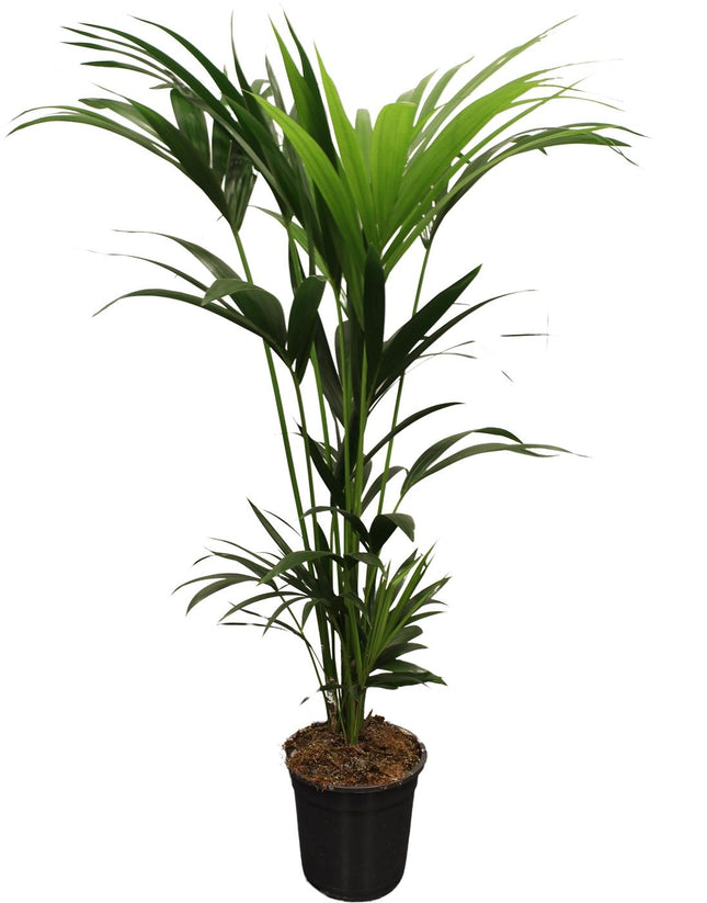 Kentia Palm - Howea Forsteriana - 5 Pit - ↕120-130 - Ø21cm