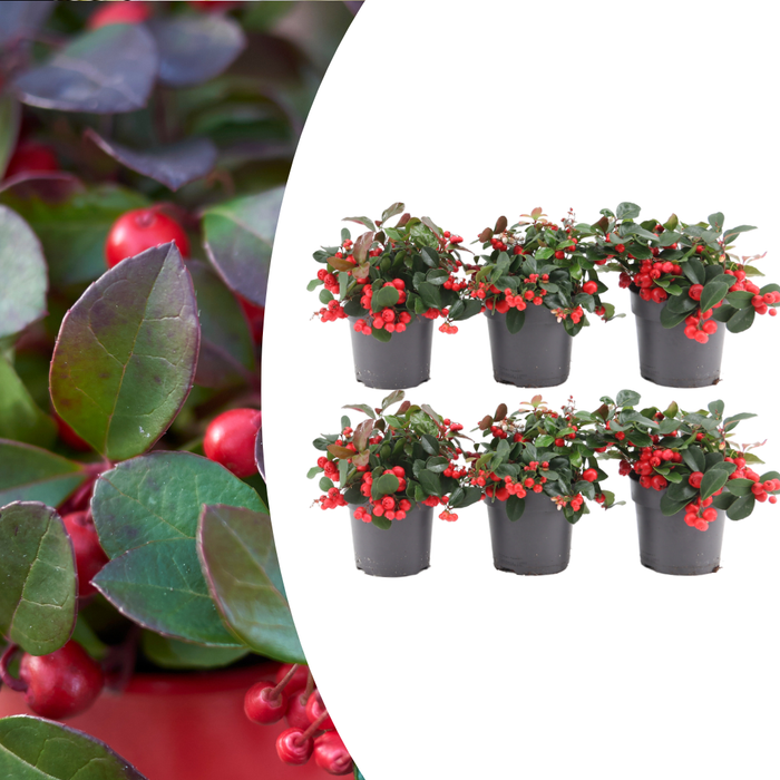 Kerstplant l 6x Gaultheria procumbens 'Big Berry' | 12 cm Ø | 15-20 cm ↕